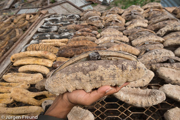 Sea cucumber drying racks at source